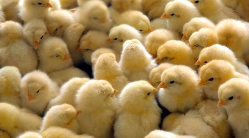 Gobernación de Apure otorga créditos para cría avícola